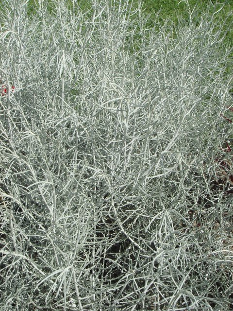 Helichrysum italicum
